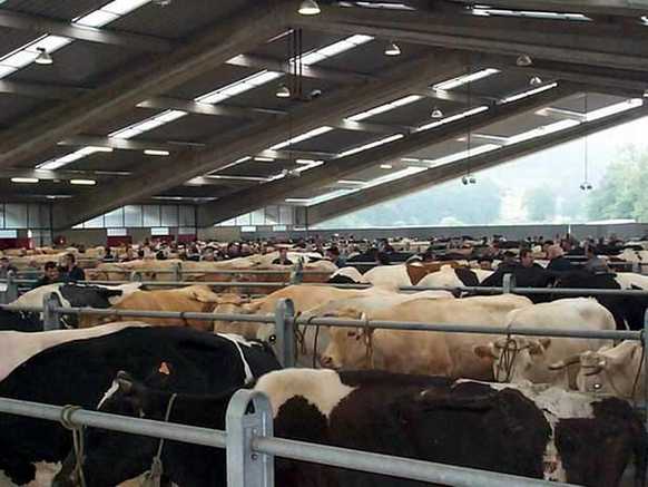 cattle market of monday morning